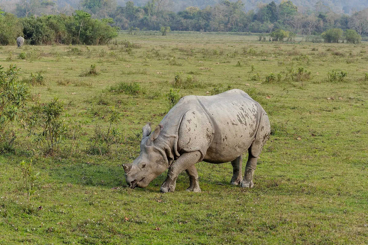 Assam
